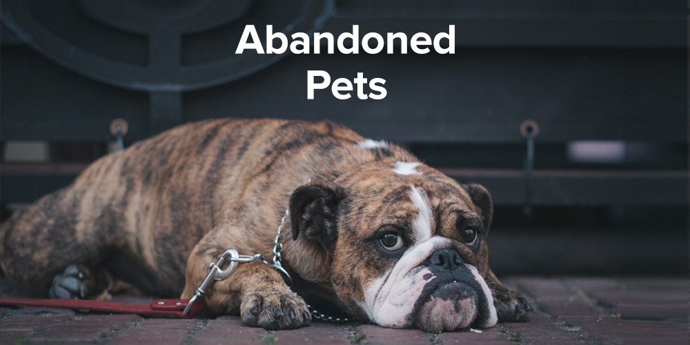 Pets abandoned as rental market heats up