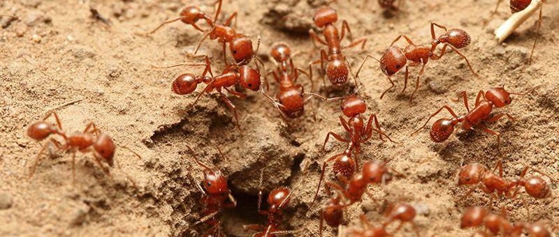 Warning! Fire Ants are in our Suburbs (What to Look For!)