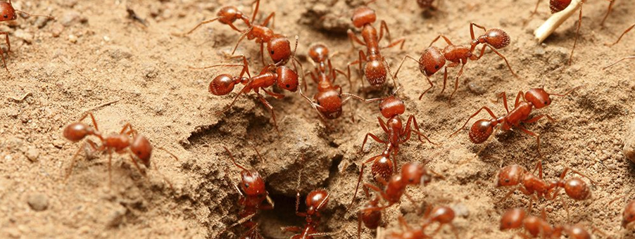 Warning! Fire Ants are in our Suburbs (What to Look For!)