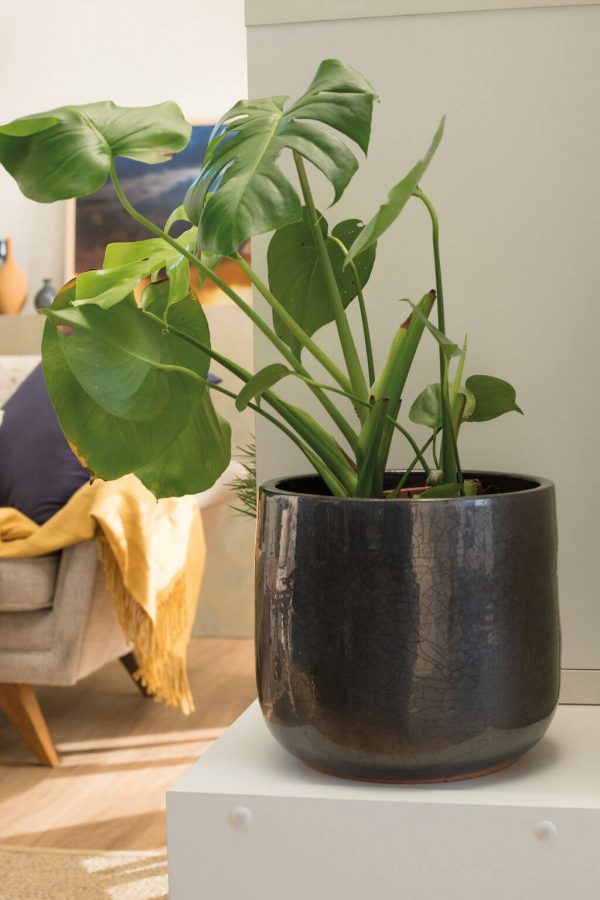 The Monstera is the most popular indoor plant in Australia