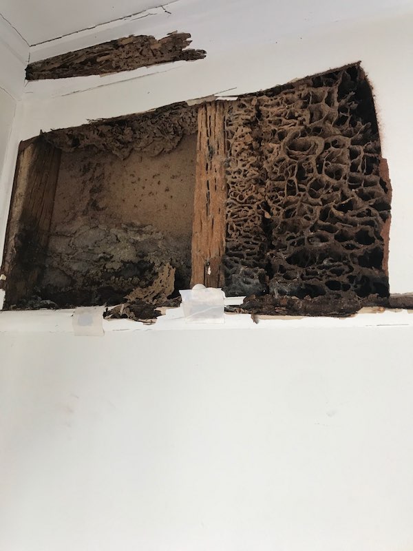 Why your brisbane house needs a termite barrier