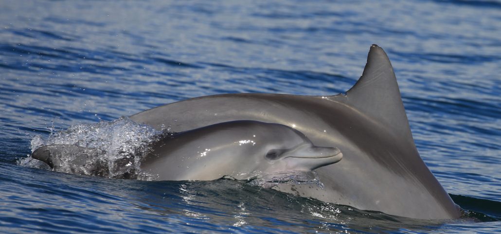 Bribie Island dolphins - Hicks Real Estate