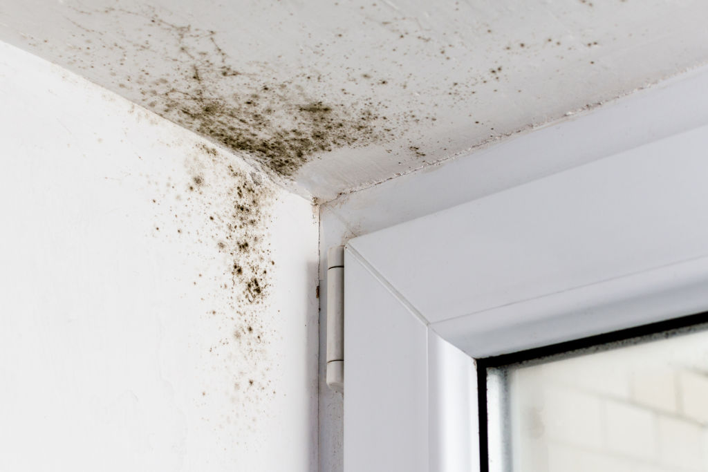 Whose responsibility is mould in a rental home and how should a tenant deal with it?