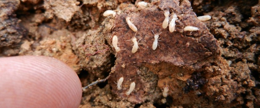 How to tell if termites are active in your house